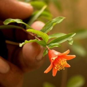 Photograph of a pomegranate flower, with the hand to show the relative size of the flower by Sankarshansen