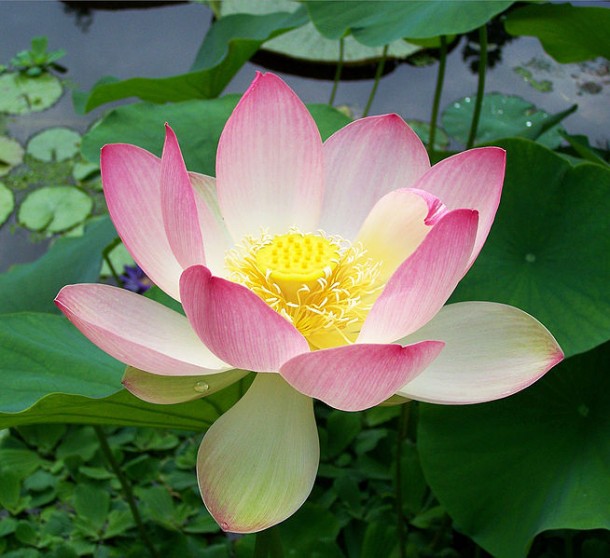Sacred lotus Nelumbo nucifera by T.Voekler 