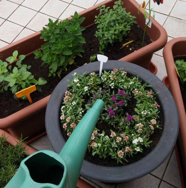 giardino_di_rosa
