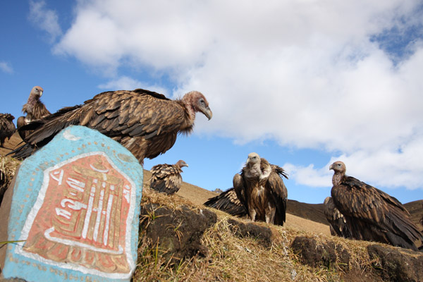 Avvoltoi, animali strumentali alla sepoltura celeste tibetana